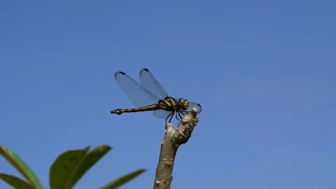 Dragonfly resting on tree branch Stock Footage 90021852