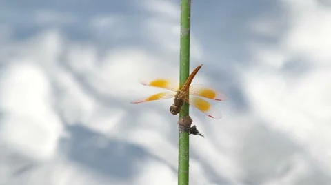 Dragonfly resting on the twig Stock Footage 51991976