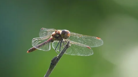 Dragonfly resting on a twig 库存影片 55129534