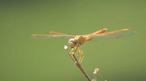 Dragonfly resting on the twig Stock Footage 60576716