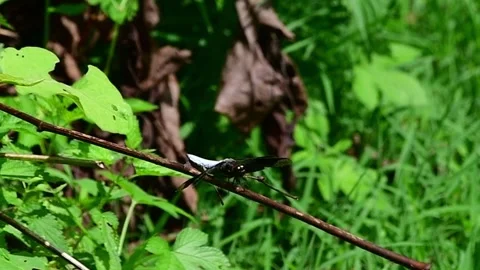 Dragonfly resting on twig Stock Footage 246943151