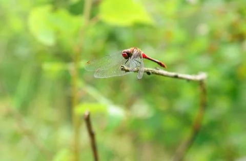 Dragonfly resting on a twig Stock Photos