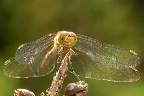 A dragonfly resting on a twig 스톡 사진