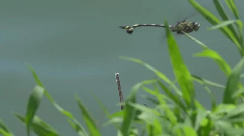 Dragonfly Resting On A Twig in slow motion Stock Footage 65040006