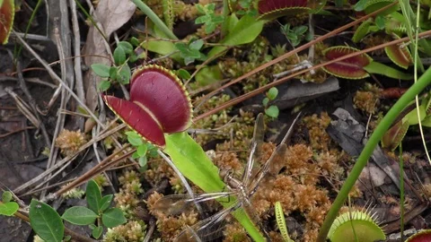Dragonfly resting on Venus Flytrap (Dionaea muscipula), N. Carolina USA Stock Footage 76919653