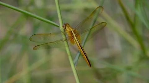 Dragonfly resting on wild grass in gentle wind Video stock 48649181