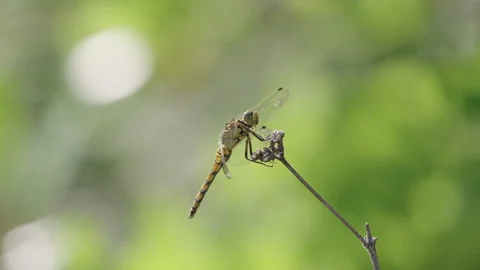 Dragonfly resting on withered plant stem against soft green blurred background Stock Footage 338010148