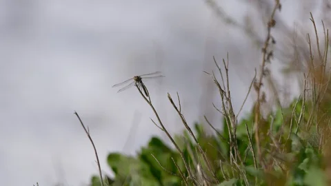 A dragonfly rests on a branch Vídeo Stock 118617093