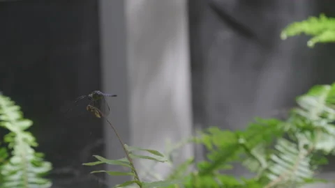 Dragonfly rests on a fern Stock Footage 172226398