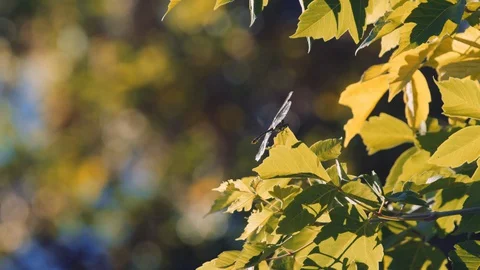 Dragonfly rests on tree leaves on beautiful summer afternoon as bee flies by Stock Footage 127897352