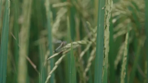 Dragonfly on rice field Stock Footage 129294239