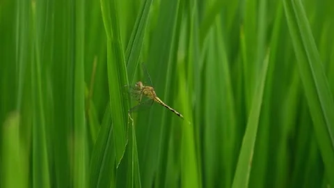 Dragonfly on Rice paddy fields. Nature relaxation background. Stock Footage 144159513