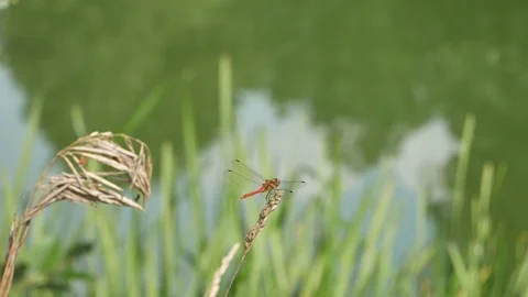 Dragonfly on the river bank. Video stock 117224679