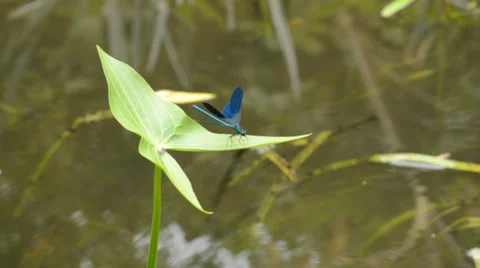 Dragonfly at River Close up. Vídeos de archivo 30321015