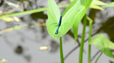 Dragonfly at River Close up. Stock Footage 30321900