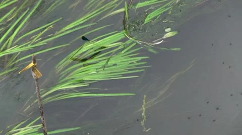 Dragonfly on the River Stock Footage 7761360