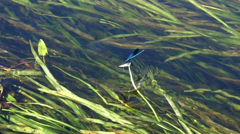 Dragonfly on the river Video stock 63656468