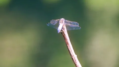 Dragonfly by the river Stock-Footage 100104803