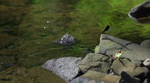 Dragonfly on a River Rock 스톡 동영상 53090534
