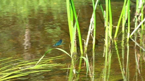 Dragonfly on a river in the wild vegetation Stock Footage 91545830