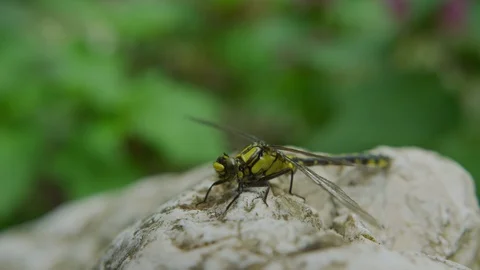 Dragonfly on a rock Stock Footage 99963135