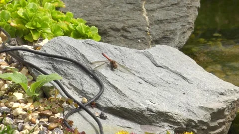 Dragonfly on rock Stock Footage 248719576