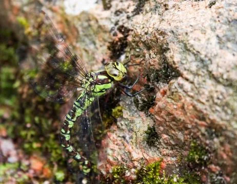 Dragonfly on Rock Stock Photos