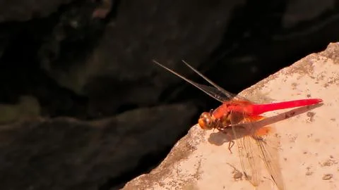 A dragonfly up on the rock Stock Photos