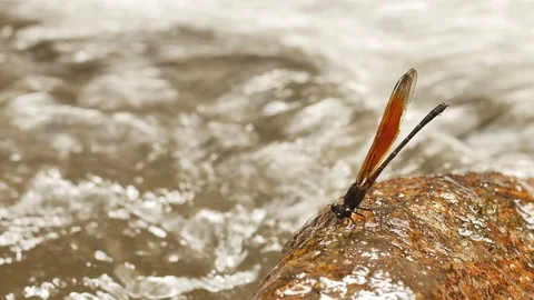 Dragonfly on a rock in a waterfall Stock Footage 94397786