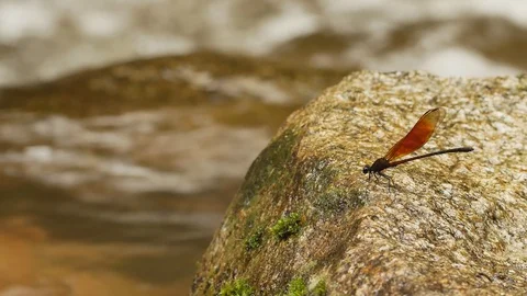 Dragonfly on a rock in a waterfall Stock Footage 94441130
