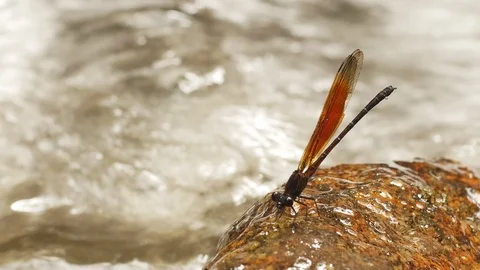 Dragonfly on a rock in a waterfall Stock Footage 94466539