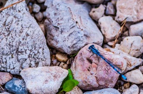 Dragonfly on the rocks Stock Photos