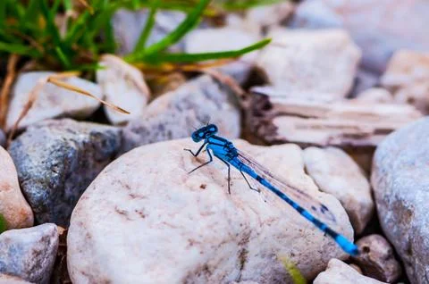 Dragonfly on the rocks Stock Photos