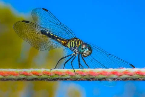 Dragonfly on rope Stock Photos