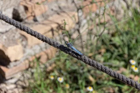 Dragonfly on a Rope Foto stock