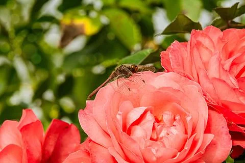 Dragonfly on a rose flower Stock Photos