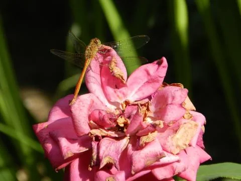 Dragonfly on a rose Stock Photos