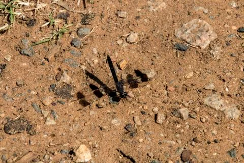Dragonfly on sand 4 Stock Photos