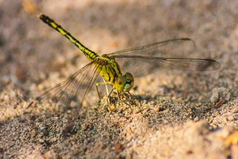 Dragonfly on sand Foto stock