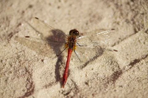 Dragonfly on the sand. Stock Photos