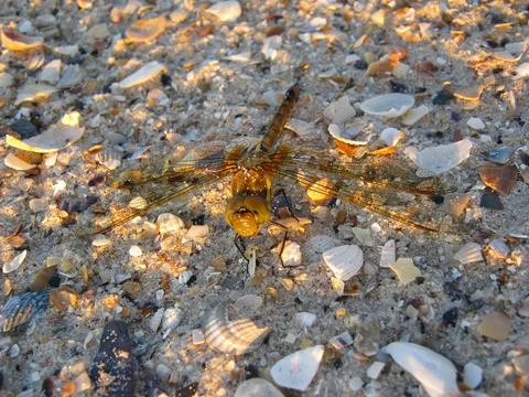 Dragonfly on the sand Stock Photos