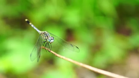 The dragonfly sat on the dry tree and turned its head around. Stock Footage 196685513