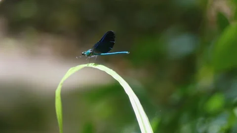 Dragonfly Sat On Grass Close Up 库存影片 171111685