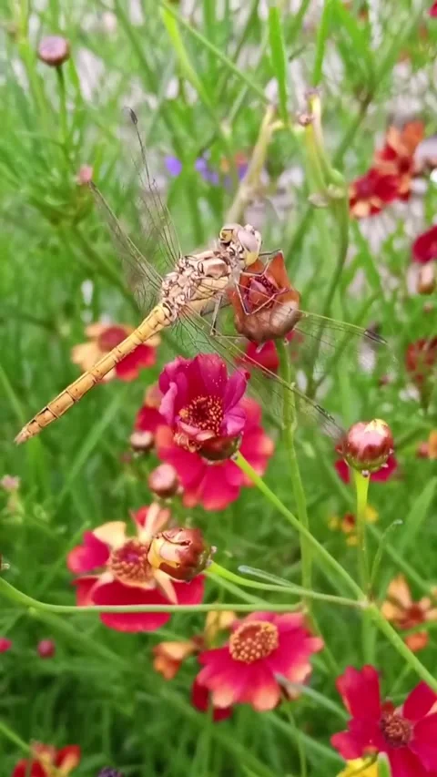 Dragonfly on a scarlet flower Stock Footage 313286527