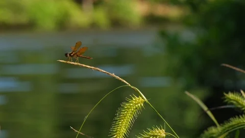 Dragonfly on Sedge Stock Footage 108130214