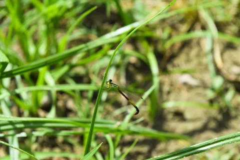 Dragonfly setting on palm leaf in garden. insect wildlife animal Stock Photos