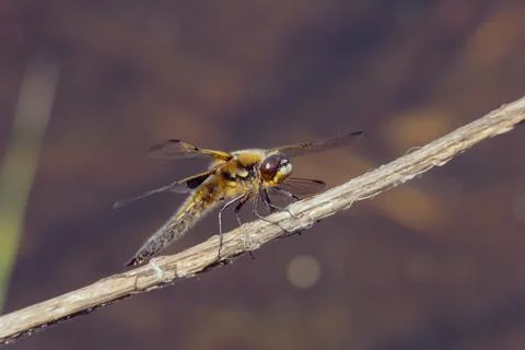 Dragonfly in the setting sun Stock Photos