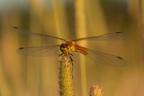 Dragonfly in the setting sun Stock Photos