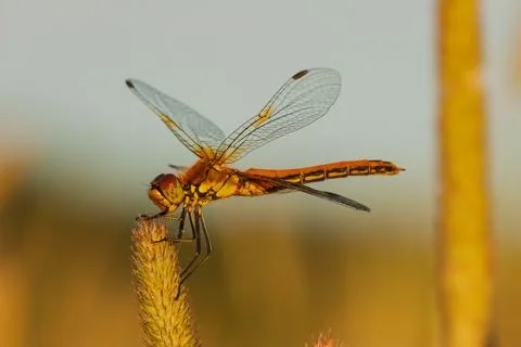 Dragonfly in the setting sun Stock Photos
