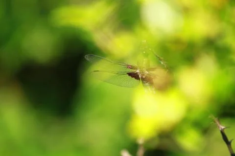 Dragonfly settle behind the green leafs Stock Photos